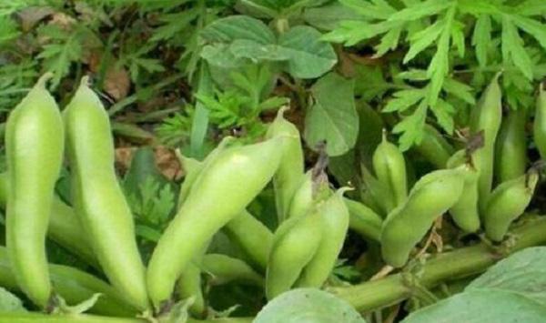 鲜食蚕豆高产栽培管理技术要点