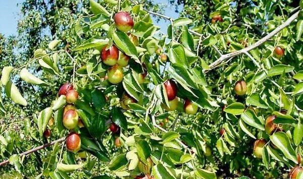 枣树冬季管理方法及修剪技巧