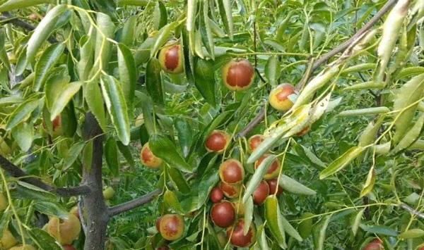 冬枣种植管理