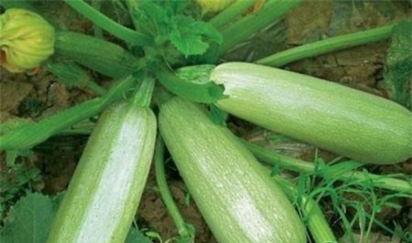西葫芦坐果不生长