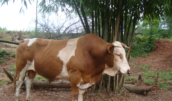 农村养牛注意事项