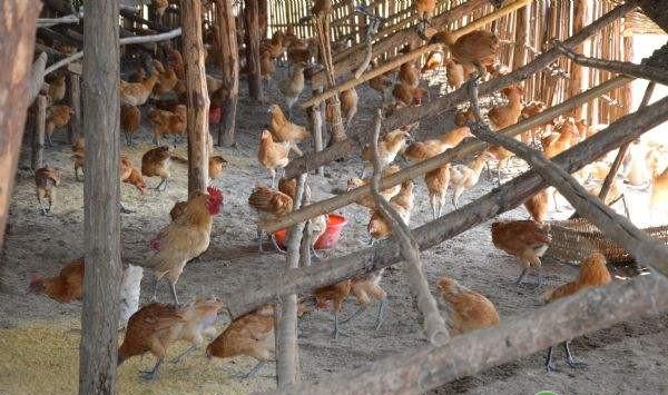 林地生态养鸡密度与养殖规模的关系