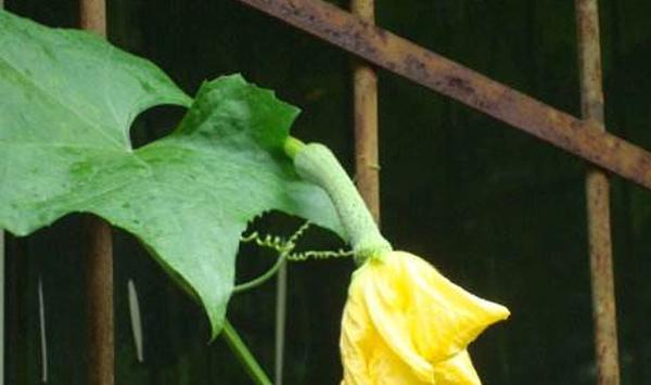 丝瓜种植方法