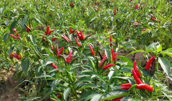 辣椒早衰怎么办？这五点预防措施首先要做好！