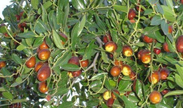 提高枣树坐果率方法