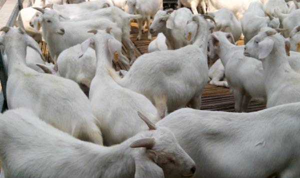 冬季养羊育肥