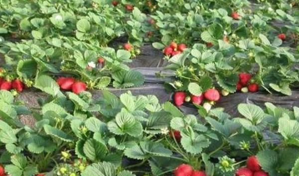 12月份草莓的管理要点及注意事项