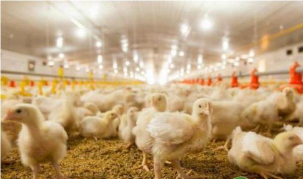 养殖课堂：蛋鸡体重管理注意事项