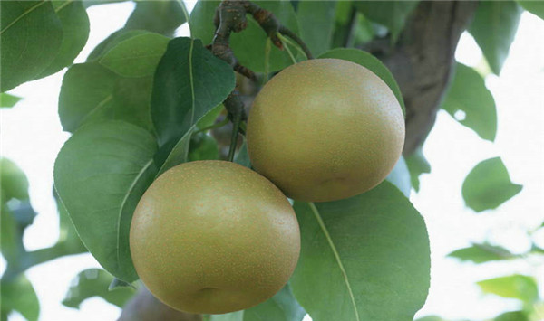 种植梨子方法
