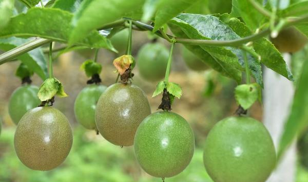 百香果高产种植攻略