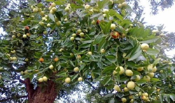 枣树坐果率管理