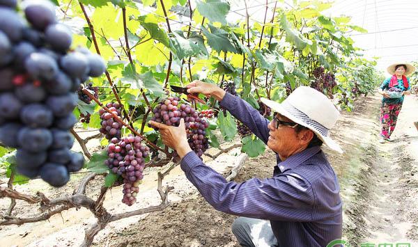 冬季葡萄如何管理？这几大防寒措施果农必看！
