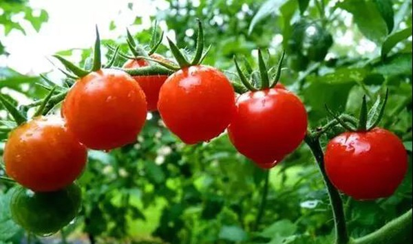 西红柿种植方法