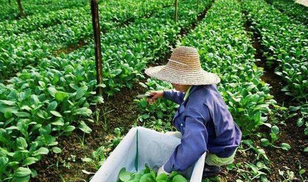 冬季12月种菜指南