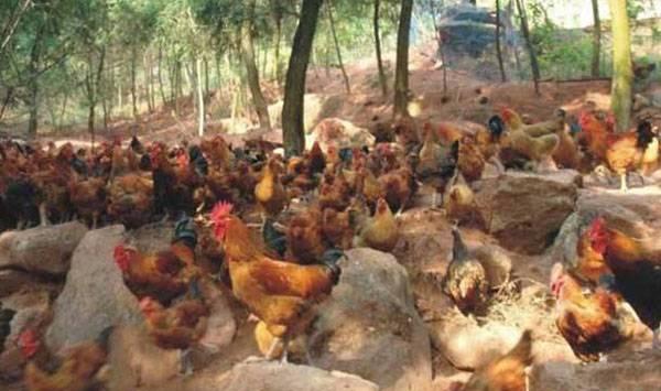 养殖蛋鸡喂鱼肝油有哪些用处？