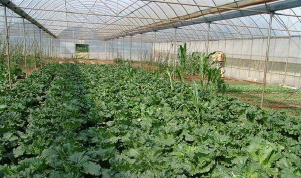 2020年各类蔬菜种植时间分布表