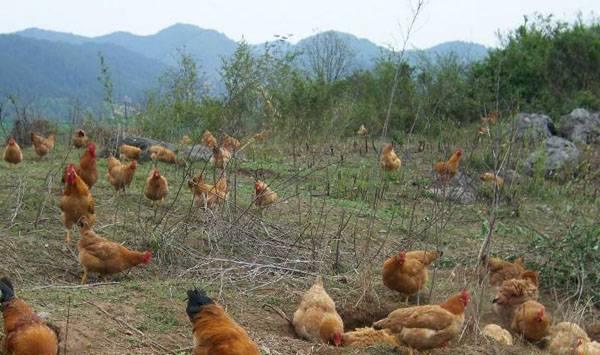 养殖蛋鸡喂鱼肝油有哪些用处？