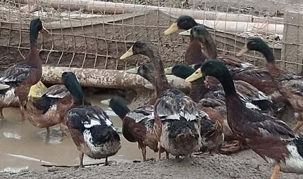 金定鸭的养殖方法