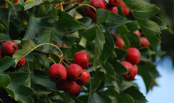 山楂树可以和哪些树木嫁接？如何进行嫁接？