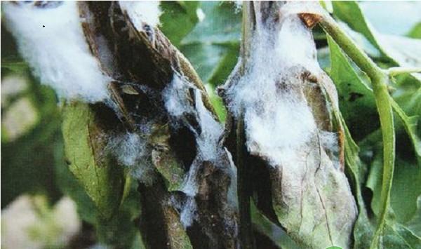 辣椒种植常见虫害及其防治方法
