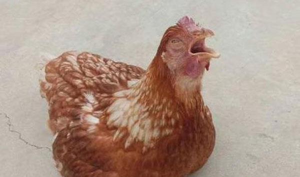 鸡常见病判断