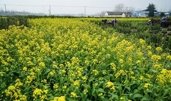 油菜防冻技巧