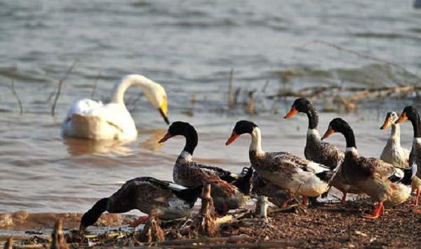 金定鸭的产蛋性能