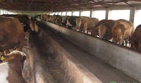 酒糟养牛注意事项