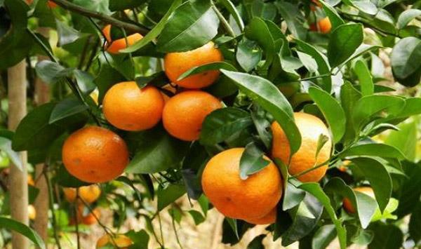 1月份柑橘树管理要点