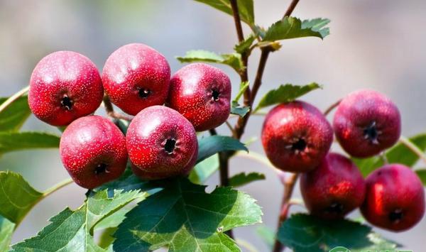 山楂树可以和哪些树木嫁接？如何进行嫁接？