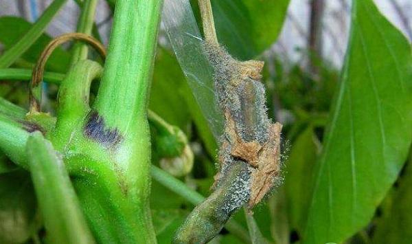 辣椒种植常见虫害及其防治方法
