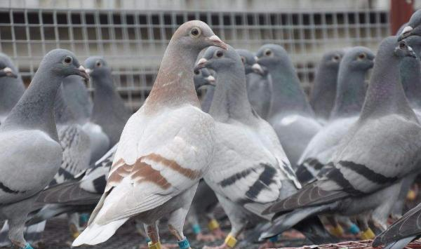 肉鸽养殖方法