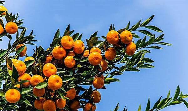 柑橘树种植管理