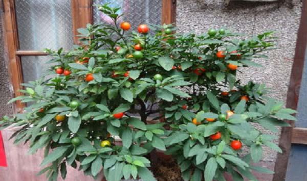 盆栽车厘子的种植方法