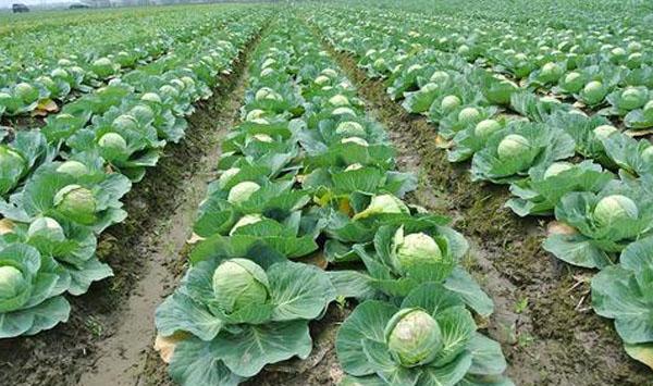 甘蓝种植管理