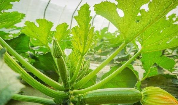 春季大棚栽种西葫芦