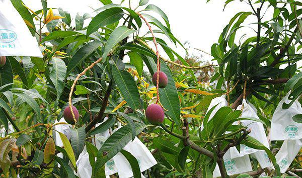 3月份各产区的芒果管理要点