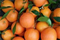 湘西脐橙首次出口 “零关税”闯开国际市场