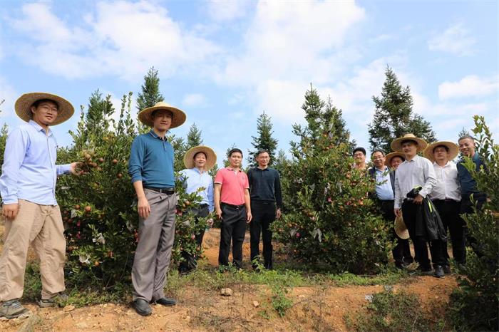 广东省林科院油茶研究团队开展新品系油茶测产工作